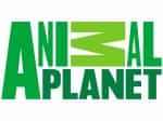 The logo of Animal Planet America Latina